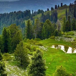 Guided 01 Day Mushkpuri Top Trekking and Nathia Gali Tour Expedition from Lahore and Islamabad - Step Travel and Tours