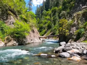 Sharan Forest tour from Islamabad with pine forest scenery